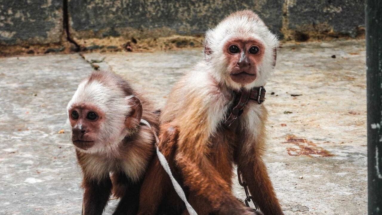 Rescate de dos monos cariblancos jóvenes en Medellín.