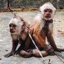 Rescate de dos monos cariblancos jóvenes en Medellín.