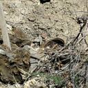 Restos humanos abandonados en una finca de 'El Pozolero'.