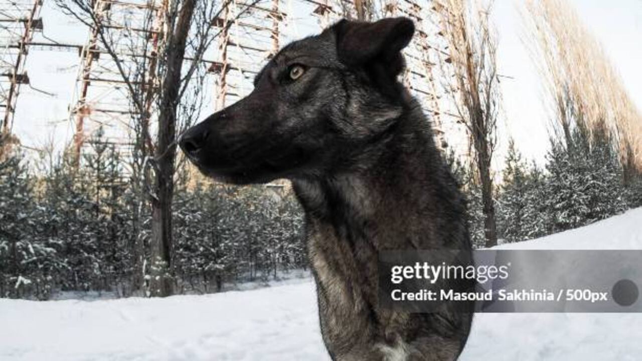 Perro en Chernóbil