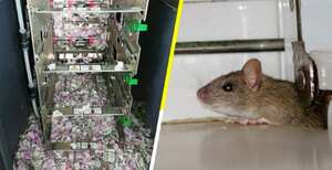 rata se comió dinero en cajero