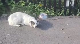 La fundación Dundalk Dog Rescue reportó el abandono de un perro..