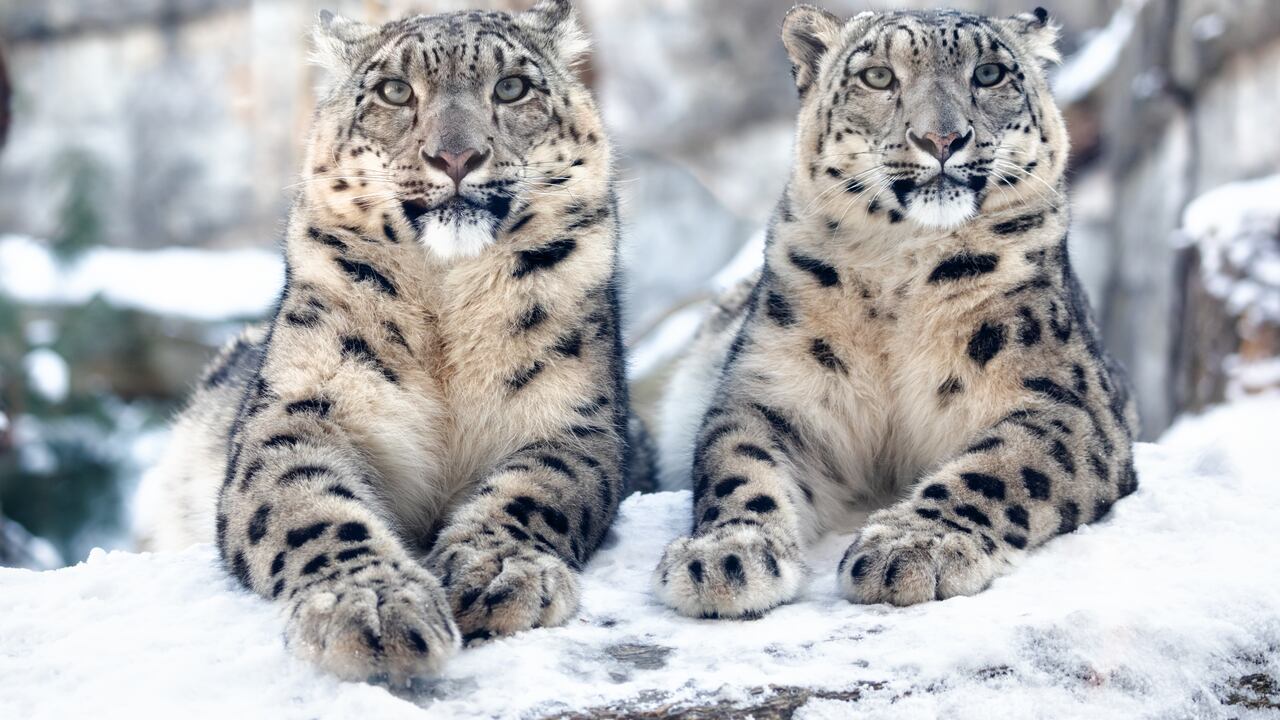 leopardos
