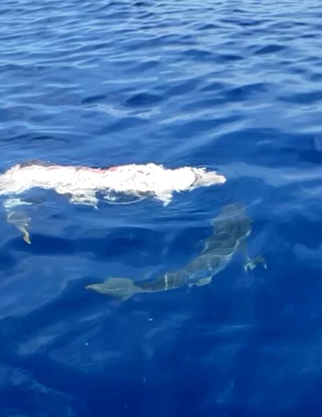 Continúan las malas prácticas ambientales de arrojar animales muertos al mar, cerca de áreas de bañistas.