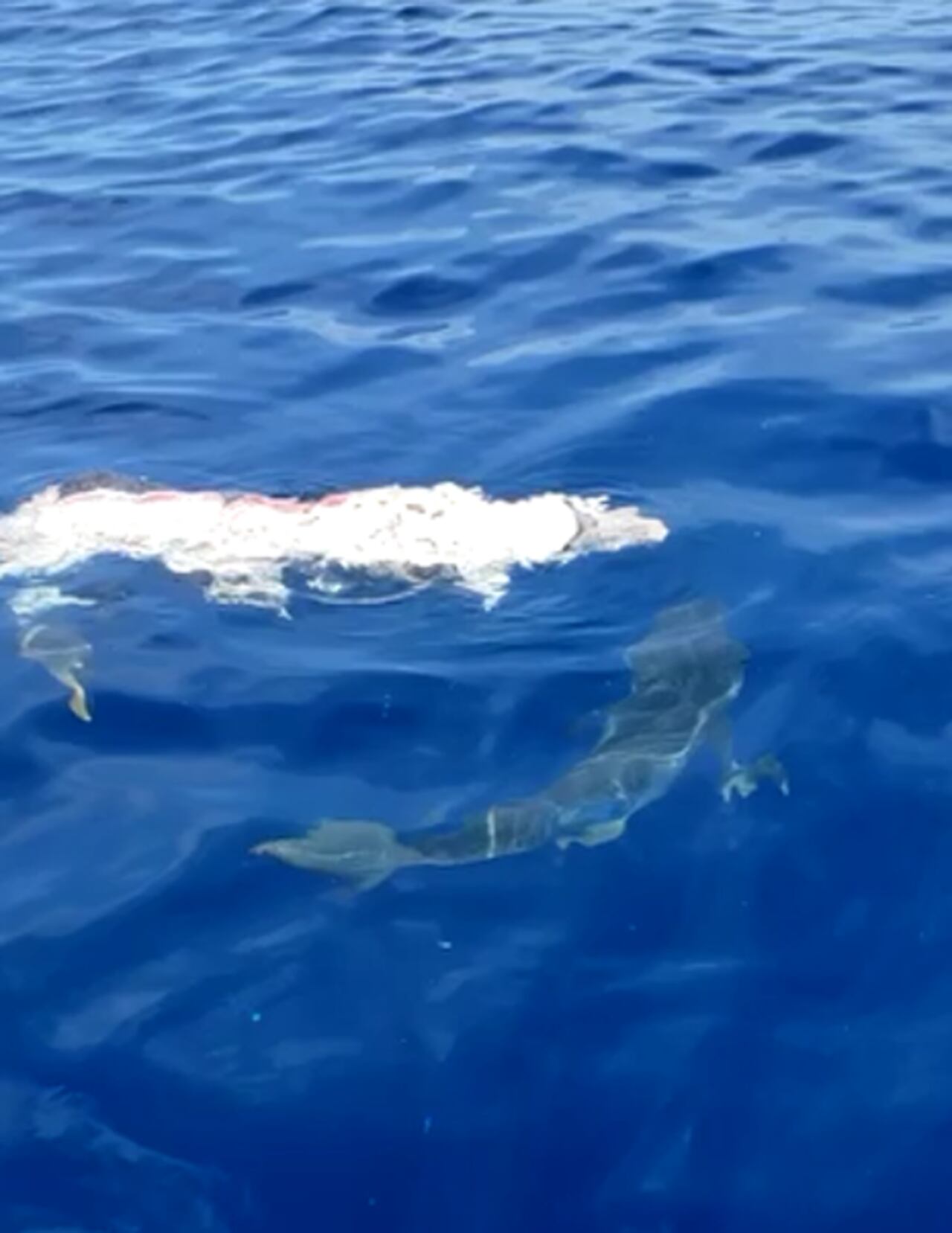 Continúan las malas prácticas ambientales de arrojar animales muertos al mar, cerca de áreas de bañistas.