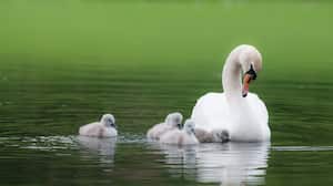 El cine que se comieron tenía cuatro crías. Imagen de referencia.