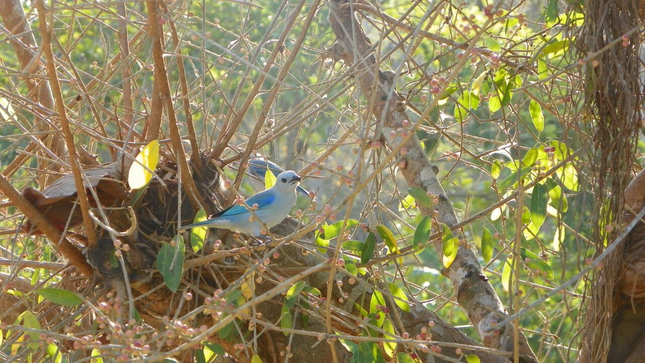 Guillermo Bernal, quien desarrolla jornadas de avistamiento en el municipio de Sutatausa, precisa que para este ejercicio es indispensable tener en máxima alerta los sentidos de la vista y el oído. “Se deben evitar los celulares. Lo ideal es llevar vestuarios de colores verdes o tonos oscuros y en lo posible unos buenos binoculares”, y agrega que el silencio es fundamental para no espantar a las aves. Foto: Azulejo común - Cortesía Luis Naranjo - Reserva Sol y Luna.