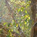 Guillermo Bernal, quien desarrolla jornadas de avistamiento en el municipio de Sutatausa, precisa que para este ejercicio es indispensable tener en máxima alerta los sentidos de la vista y el oído. “Se deben evitar los celulares. Lo ideal es llevar vestuarios de colores verdes o tonos oscuros y en lo posible unos buenos binoculares”, y agrega que el silencio es fundamental para no espantar a las aves. Foto: Azulejo común - Cortesía Luis Naranjo - Reserva Sol y Luna.