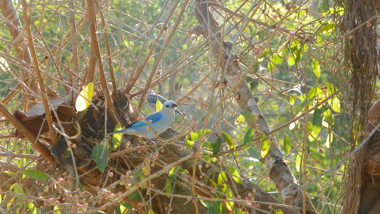 Los azulejos son una de las especies de pájaros más comunes en Colombia. Foto: Cortesía Luis Naranjo - Reserva Sol y Luna.