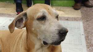 Perrito murió tras cinco años esperando a su amo fuera de un hospital