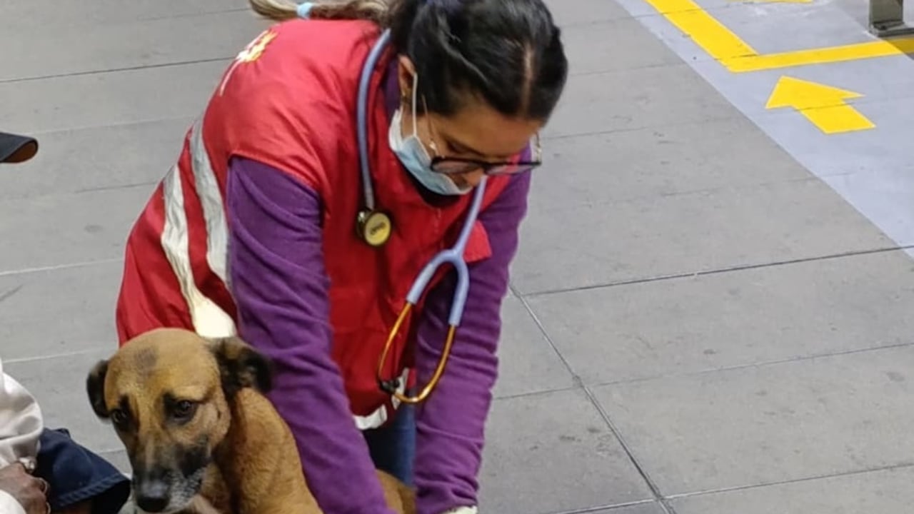Rescatan en TransMilenio a perrita utilizada para pedir limosna.