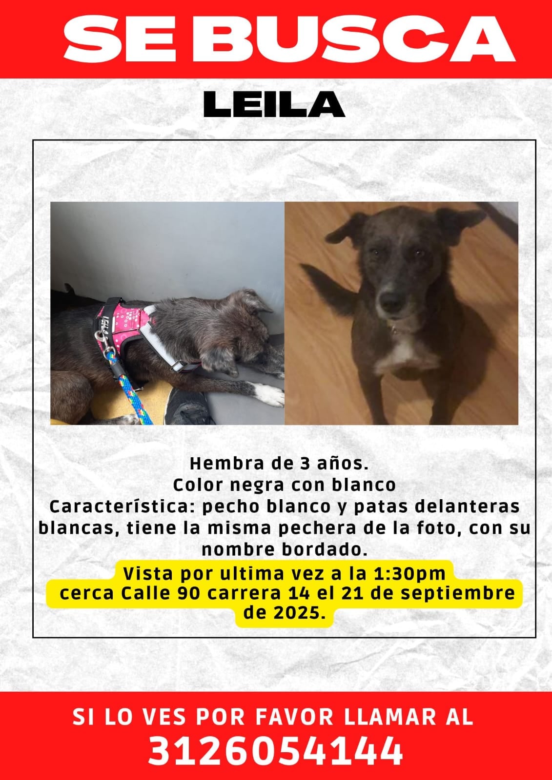 Leila, la perrita que se perdió en el Parque El Virrey en Bogotá y cuya familia pide apoyo para encontrarla.
