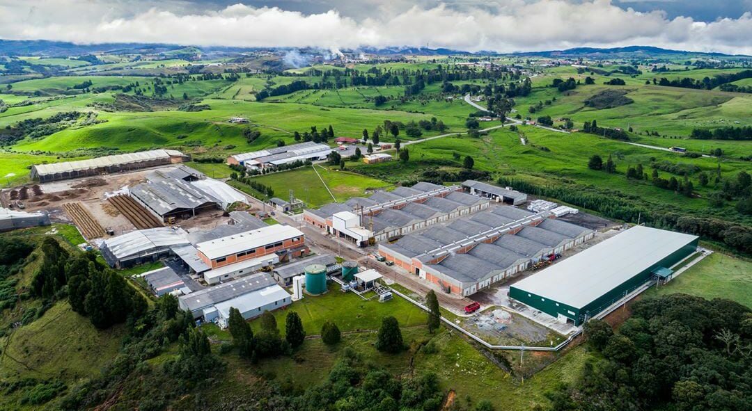 Setas de Cuivá completa 30 años de producción de champiñones en Colombia.