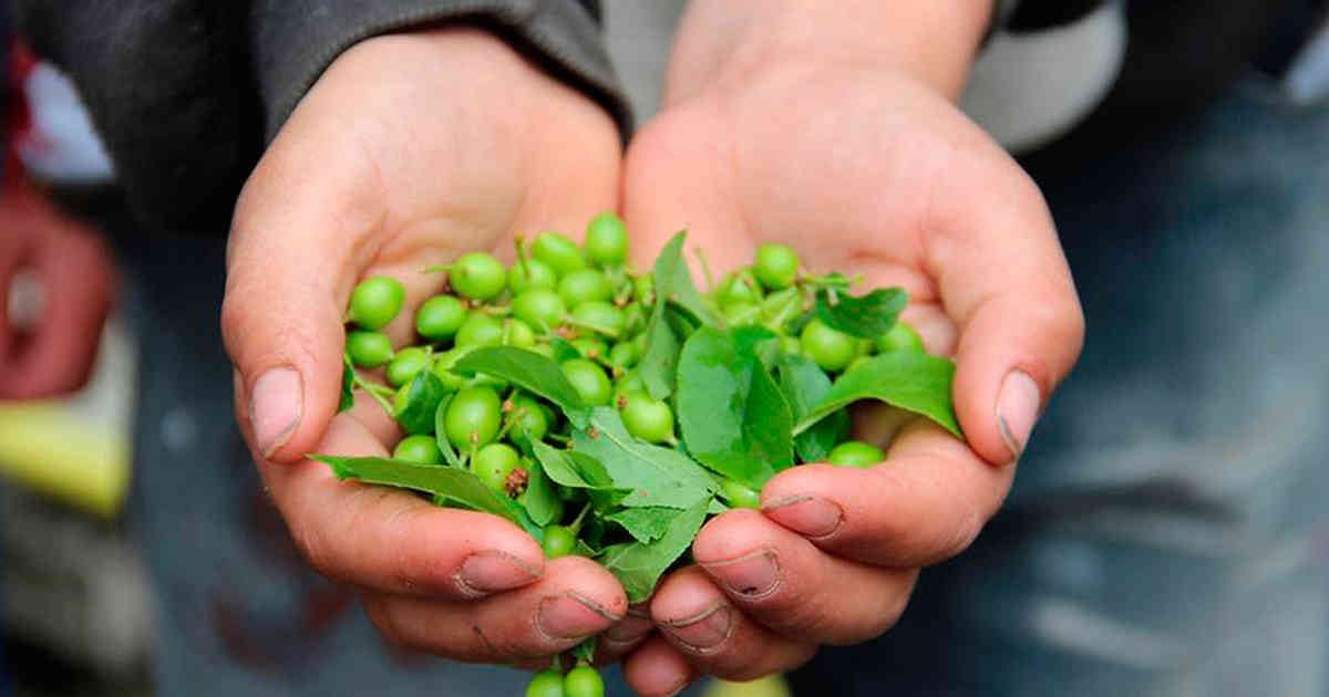 Las arvejas ayudan a combatir superbacterias u otras infecciones.