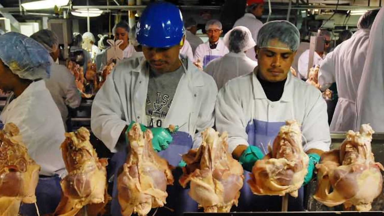 En la actualidad hay unos 250.000 trabajadores del sector avícola estadounidense, buena parte de ellos son inmigrantes latinos, que tienen que sufrir humillación o amenazas si piden permiso para ir al baño.