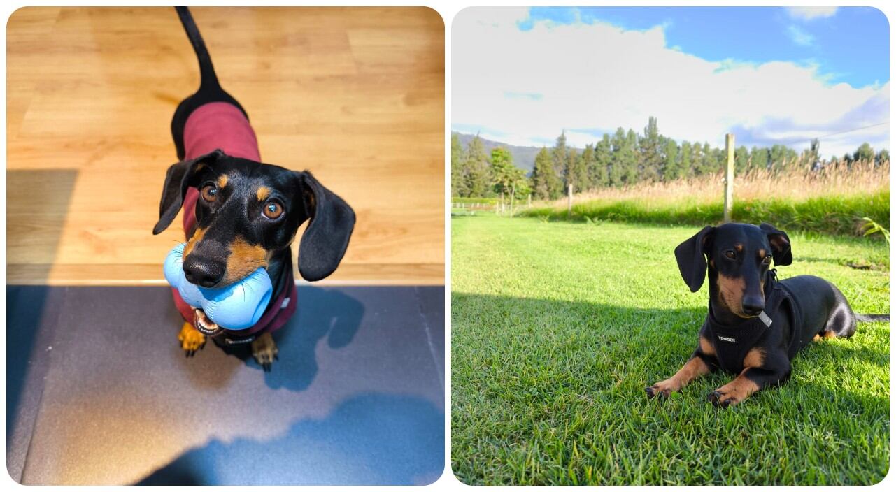 Enzo, perrito perdido por hurto en Bogotá