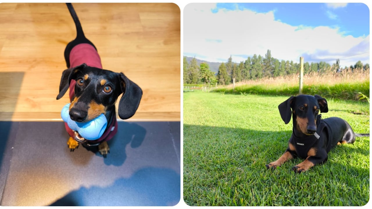 Enzo, perrito perdido por hurto en Bogotá