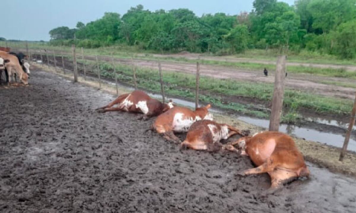 La caída de un fuerte rayo generó fuertes estragos en zona rural de Argentina. Más de 60 terneros perecieron por efecto de la descarga eléctrica.