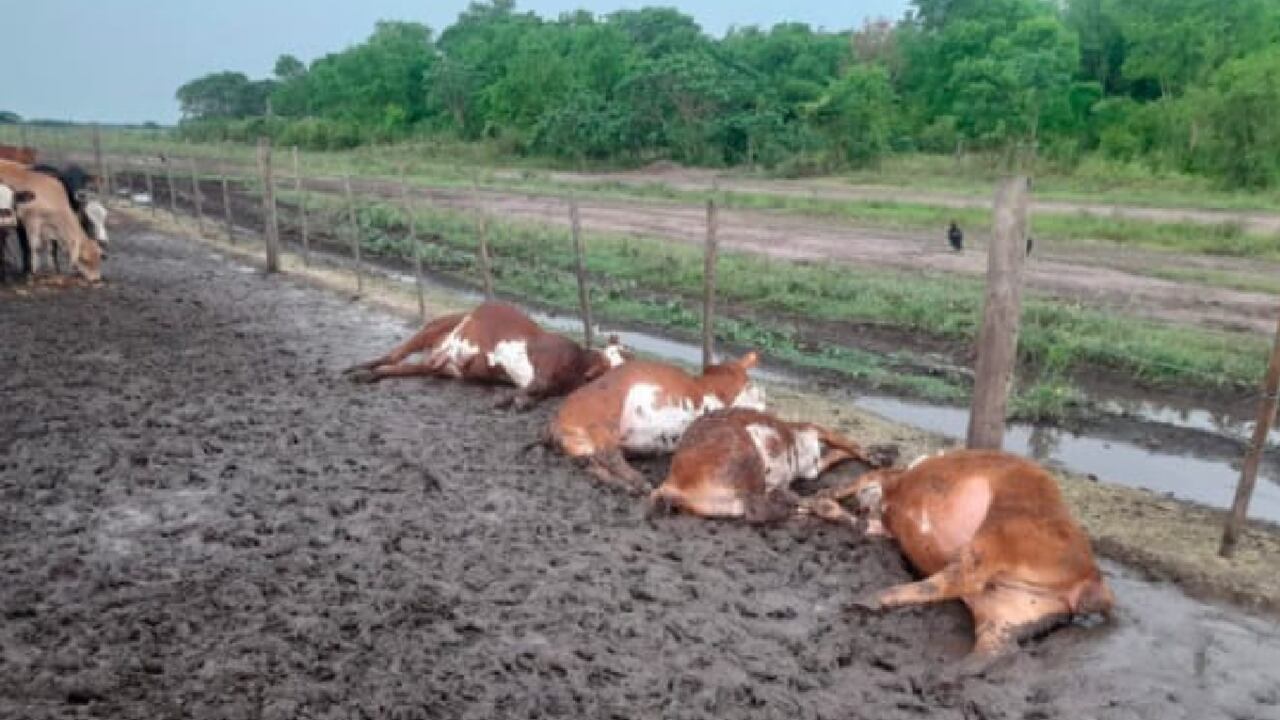 La caída de un fuerte rayo generó fuertes estragos en zona rural de Argentina. Más de 60 terneros perecieron por efecto de la descarga eléctrica.