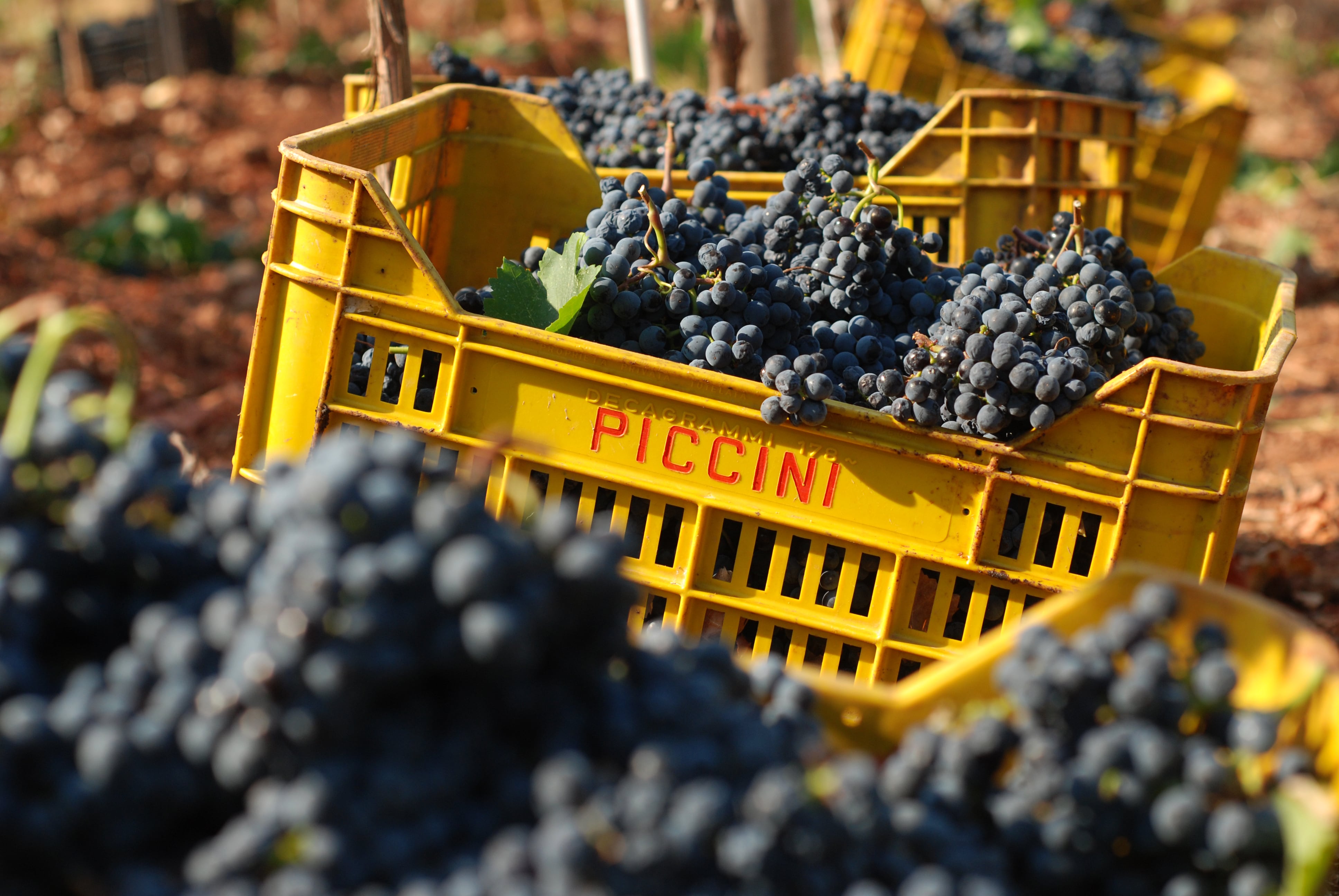 Bodega italiana Piccini 1882