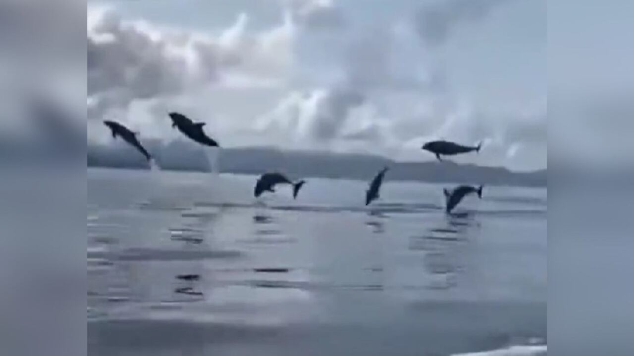 Los delfines fueron grabados desde una embarcación, en el urabá antioqueño.