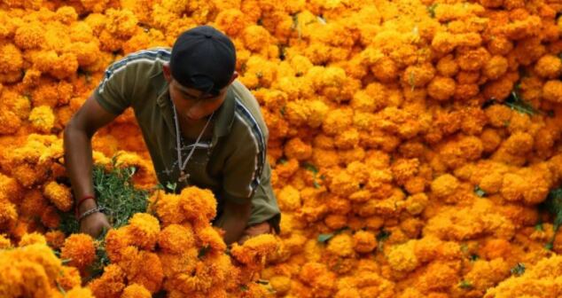 La flor de cempasúchil no puede faltar en los altares de muertos en México.