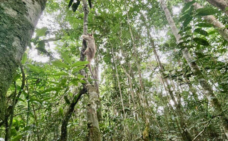 Oso Hormiguero rescatado en Vaupés