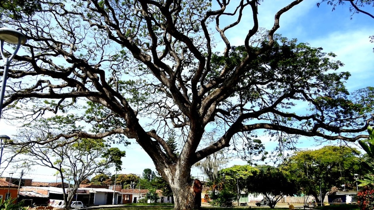 Árbol de Robles, Valle