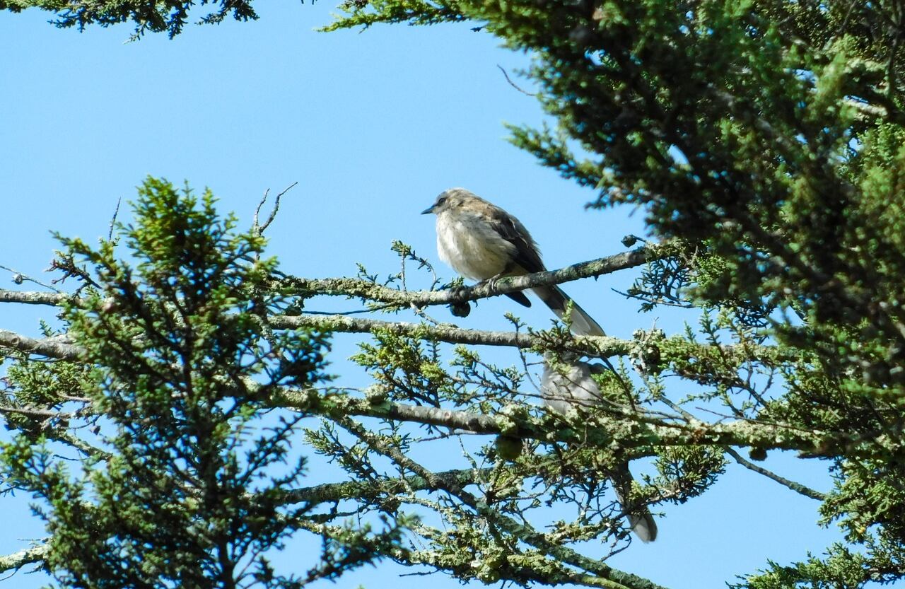 “Senderos rodeados de vegetación que les provee alimento y abrigo a las aves, garantizan un buen registro”, señala Berna. También es clave tener en cuenta las horas a las que salen a buscar alimento. “Generalmente es después de las cinco de la mañana, sin embargo, en las tardes también se pueden encontrar”, agrega. Foto: Mirla blanca - Cortesía Alcaldía de Sutatausa.