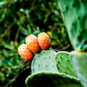 La tuna ofrece diversos beneficios medicinales.