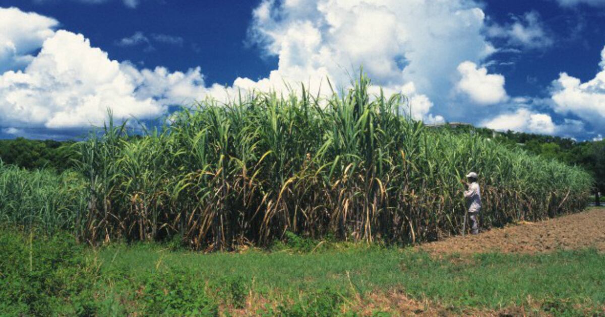 El ingenio Mayagüez anunció la compra de 4.000 vacunas. Las aplicará a los trabajadores de sus dos plantas, ubicadas en Candelaria y Tuluá, Valle. 