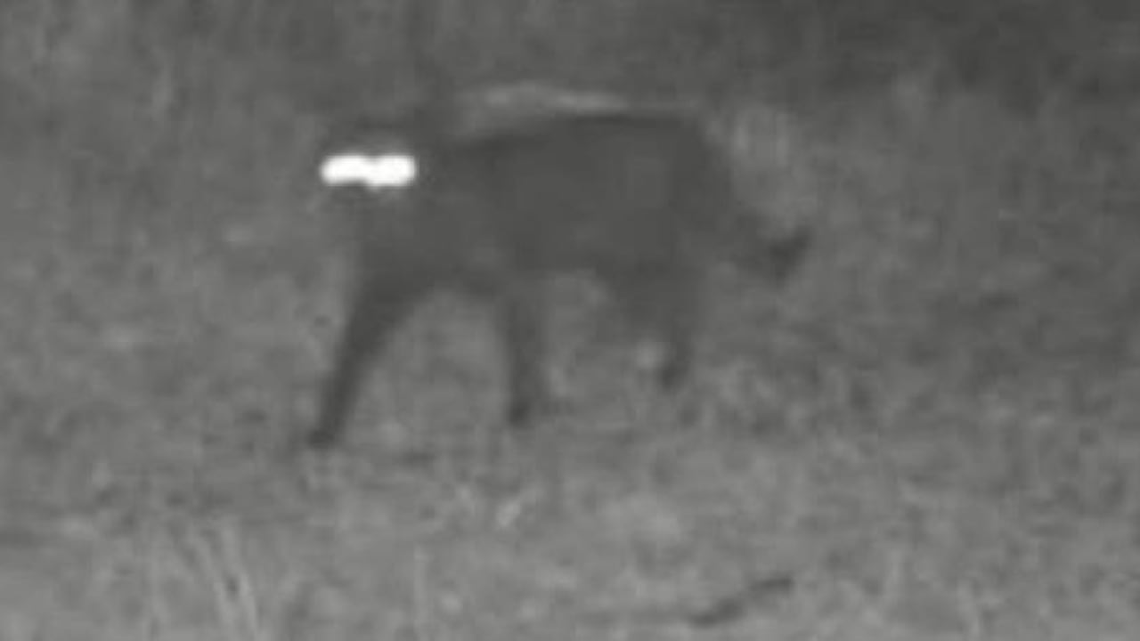 El animal fue captado por una cámara nocturna, pero no ha sido identificado.