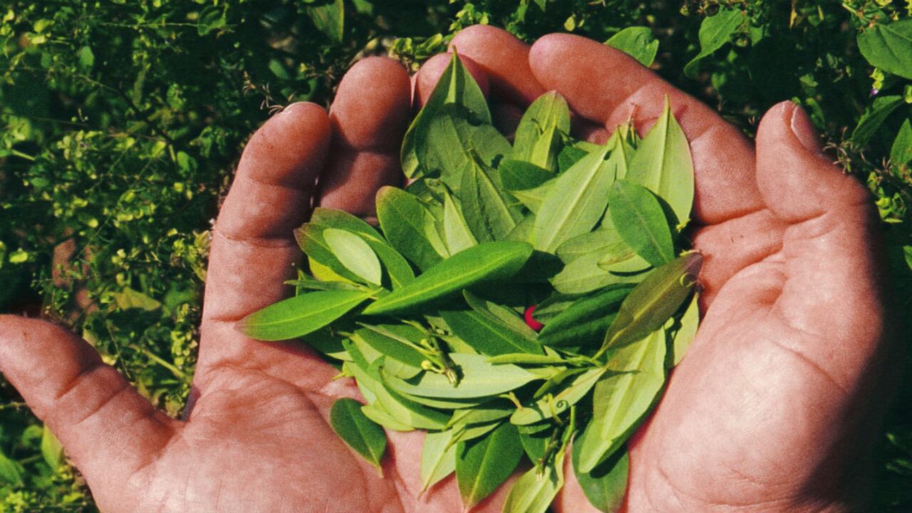 Hojas de coca.