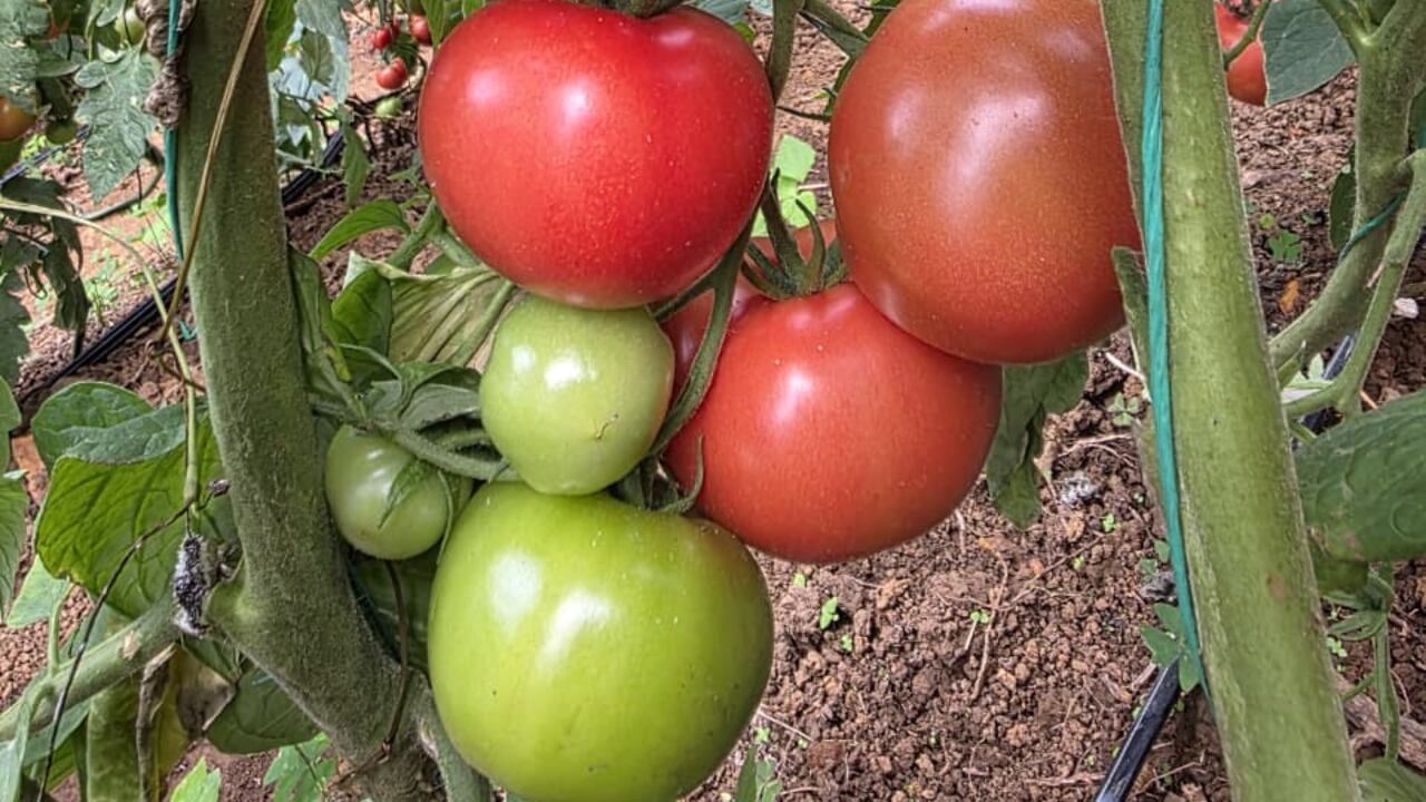 Asohofrucol: cultivar tomate de mesa libre de químicos es un logro