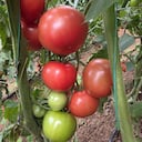 Tomate libre de químicos