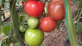 Tomate libre de químicos