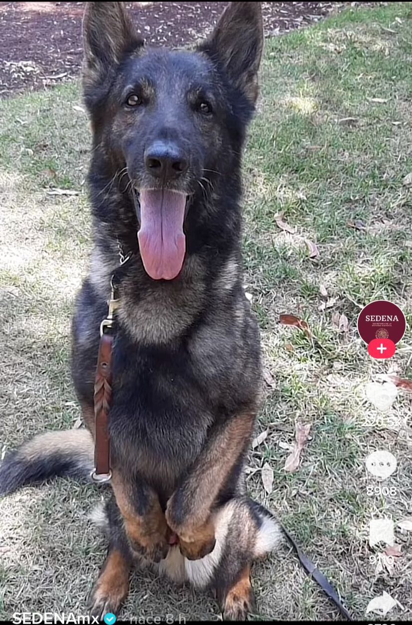 El canino perdió la vida durante sus labores de rescate en Turquía.