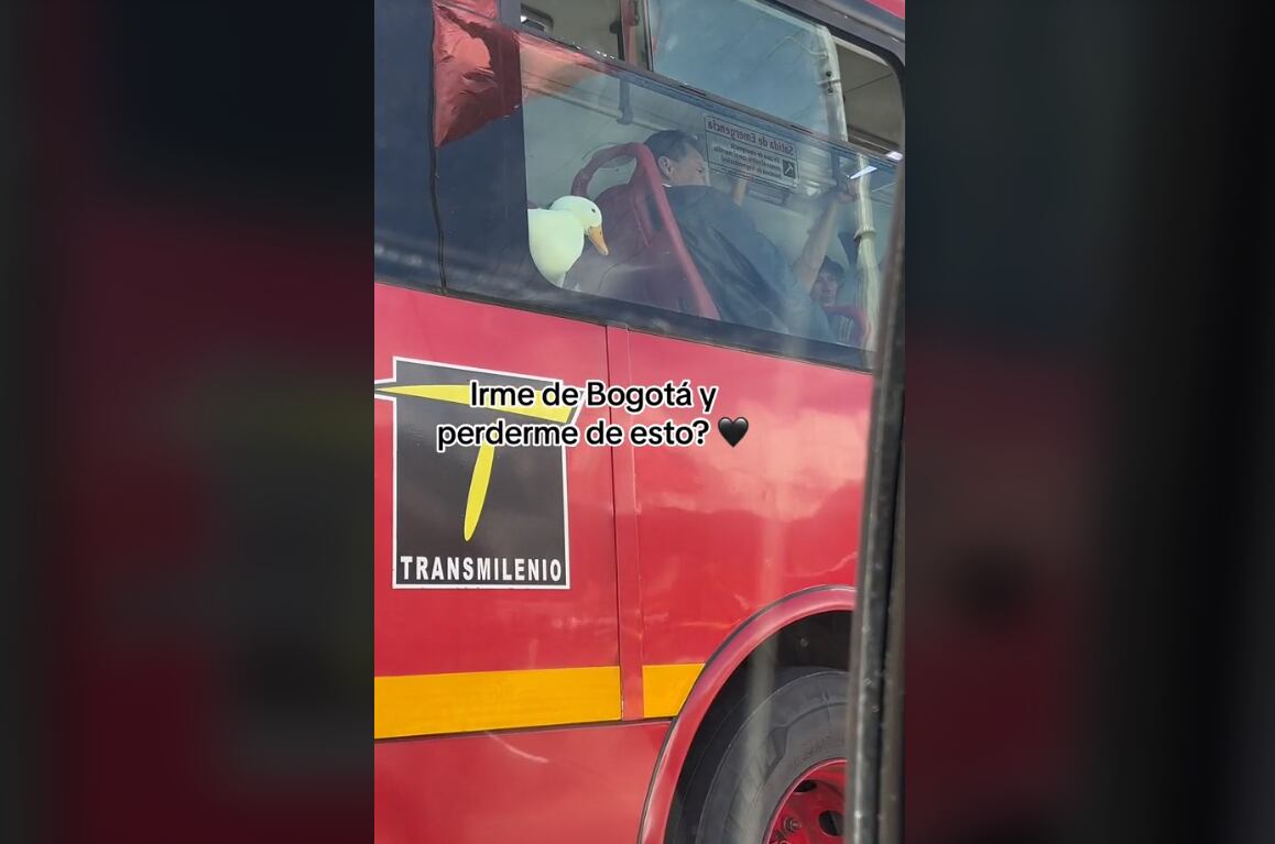 El animal ha generado sensación en las redes sociales.