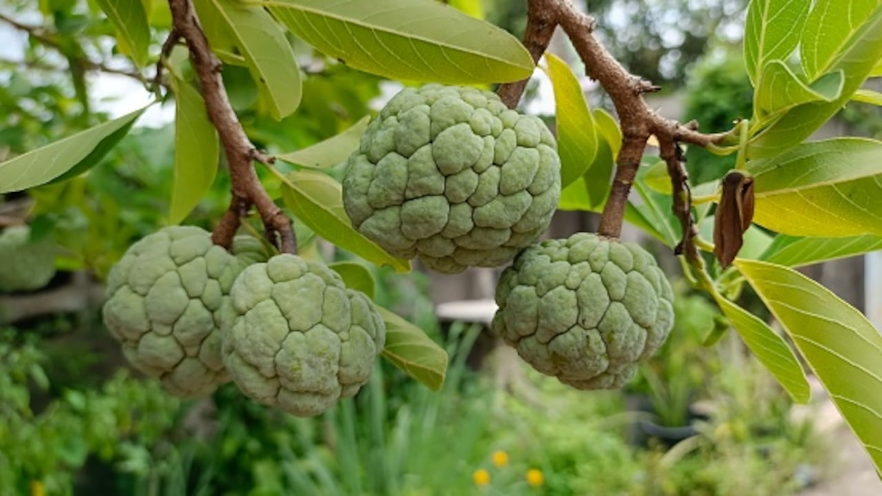 Las hojas de la chirimoya también se han convertido en un remedio casero muy útil para controlar la diabetes.