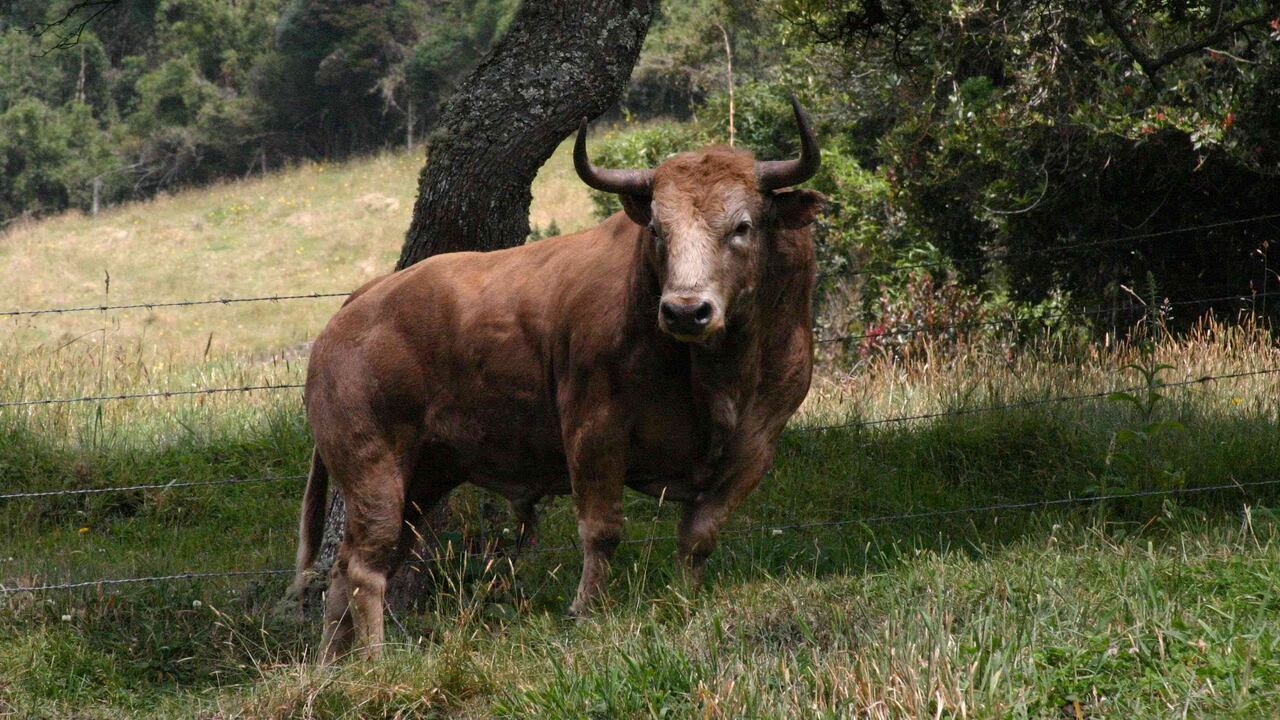 Toro de la ganadería de Santa Bárbara