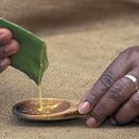 Aloe vera (Aloe barbadensis). Gel like sap high in pectin. Used in cosmetics & pharmaceuticals.