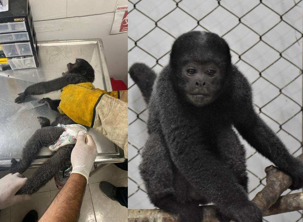 Montaje Semana Cortesía  Corporación Autónoma Regional del Alto Magdalena-CAM