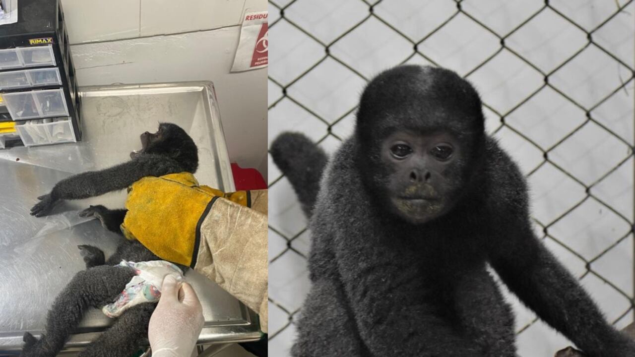 El mono está en tratamiento médico para regresar a su hábitat.