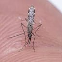 El mosquito Anofeles es el que transmite la malaria.