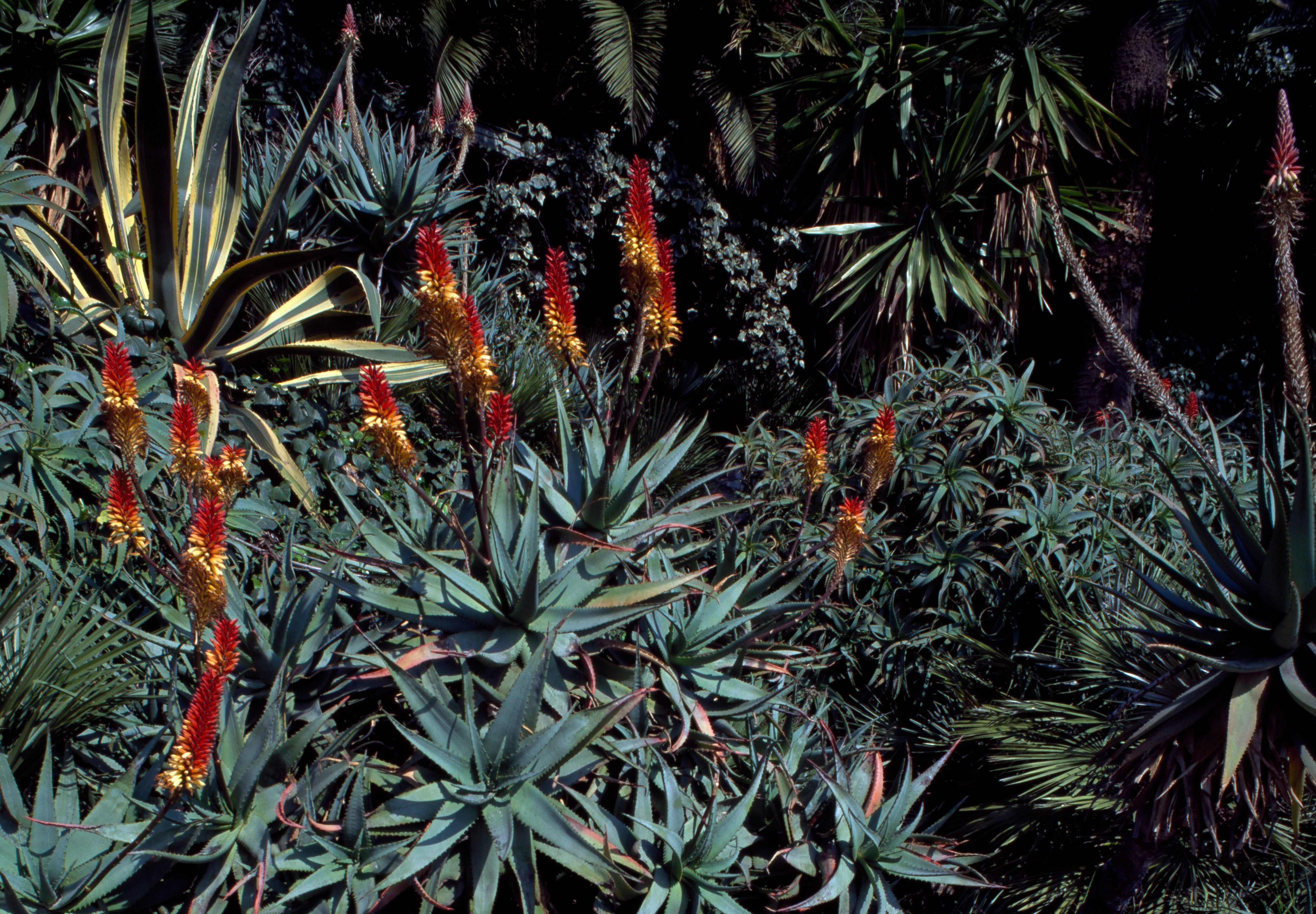 El feng shui aconseja tener una planta de aloe para canalizar las buenas energías