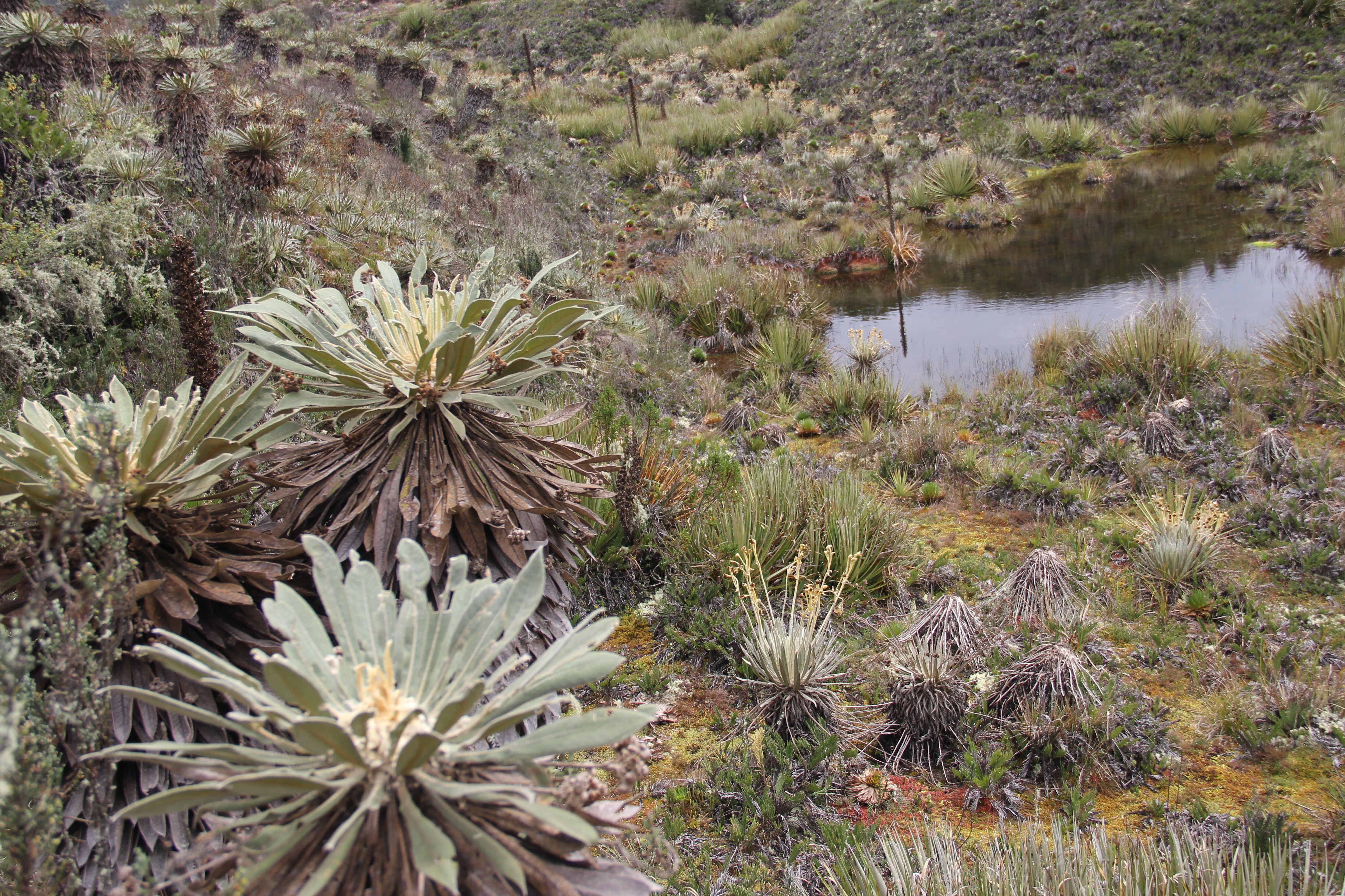 El río Bogotá nace en el páramo de Guacheneque, ubicado en el municipio de Villapinzón, Cundinamarca.