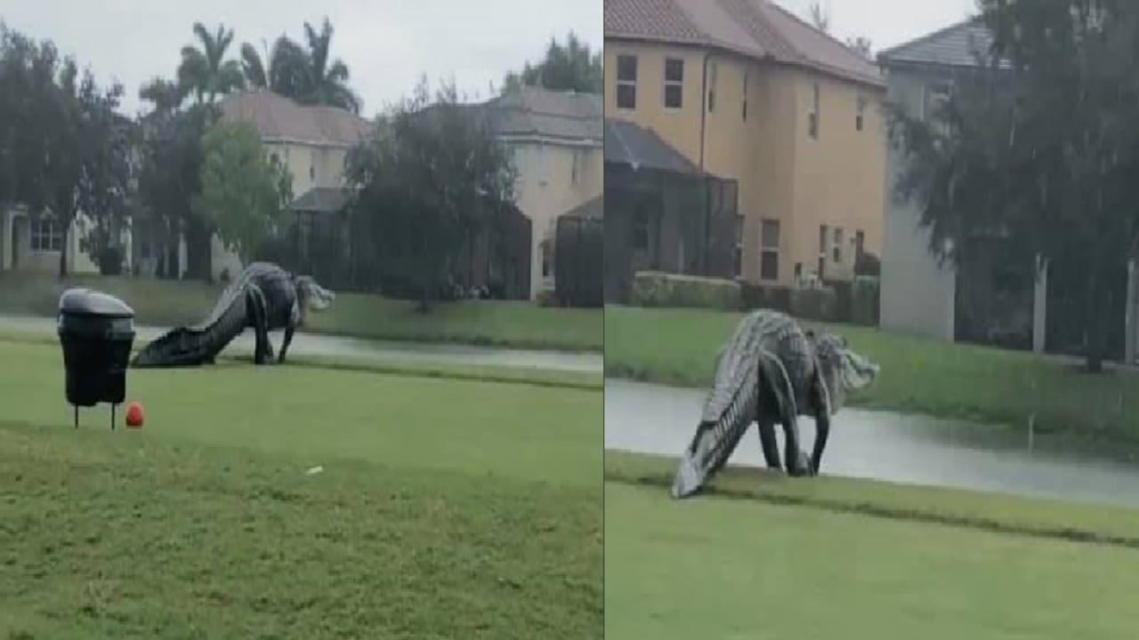 Cocodrilo en Florida