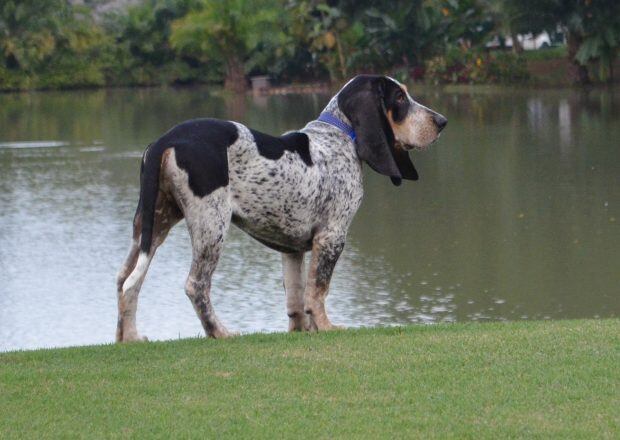Sabueso fino colombiano