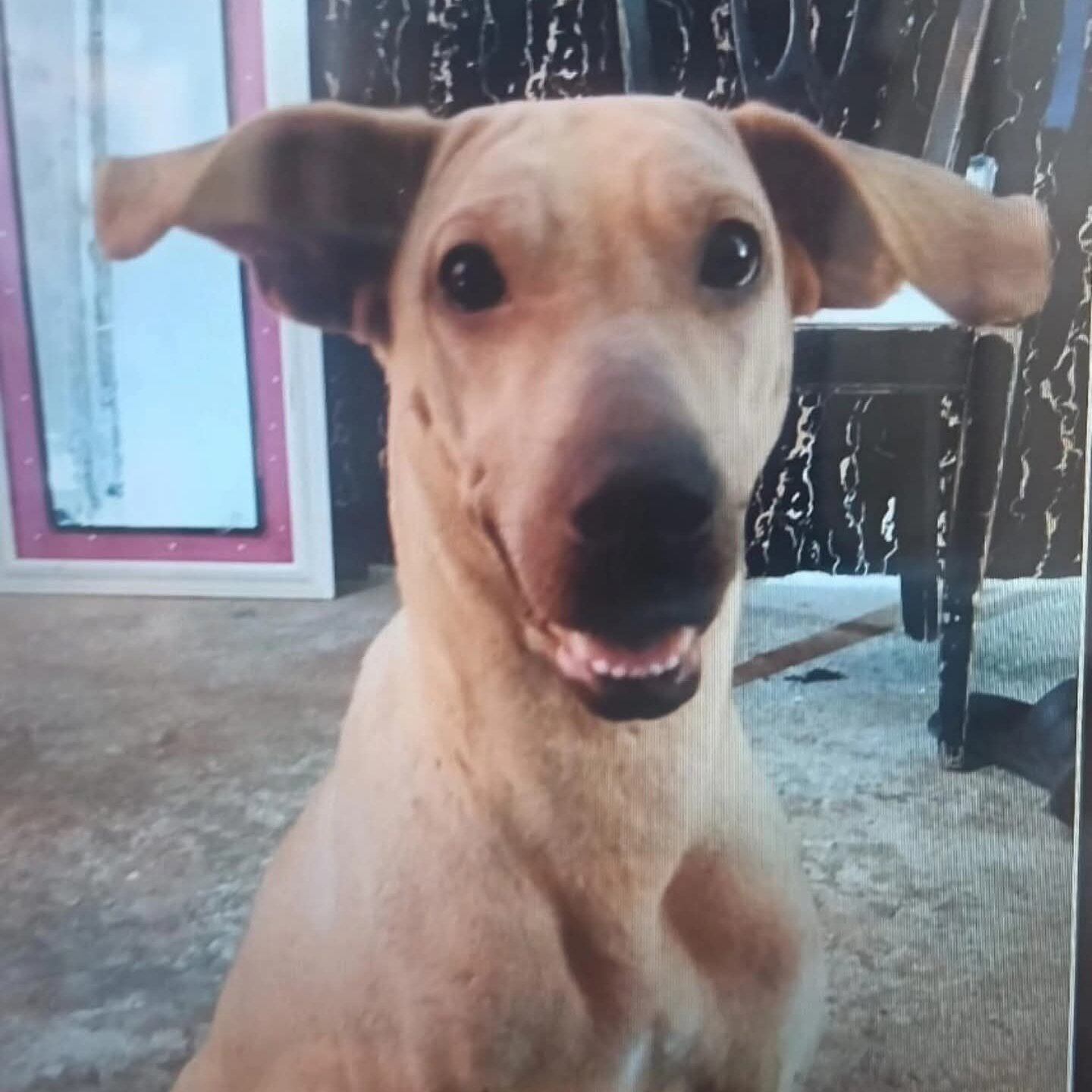 Perrita maltrata y asesinada en Bucaramanga