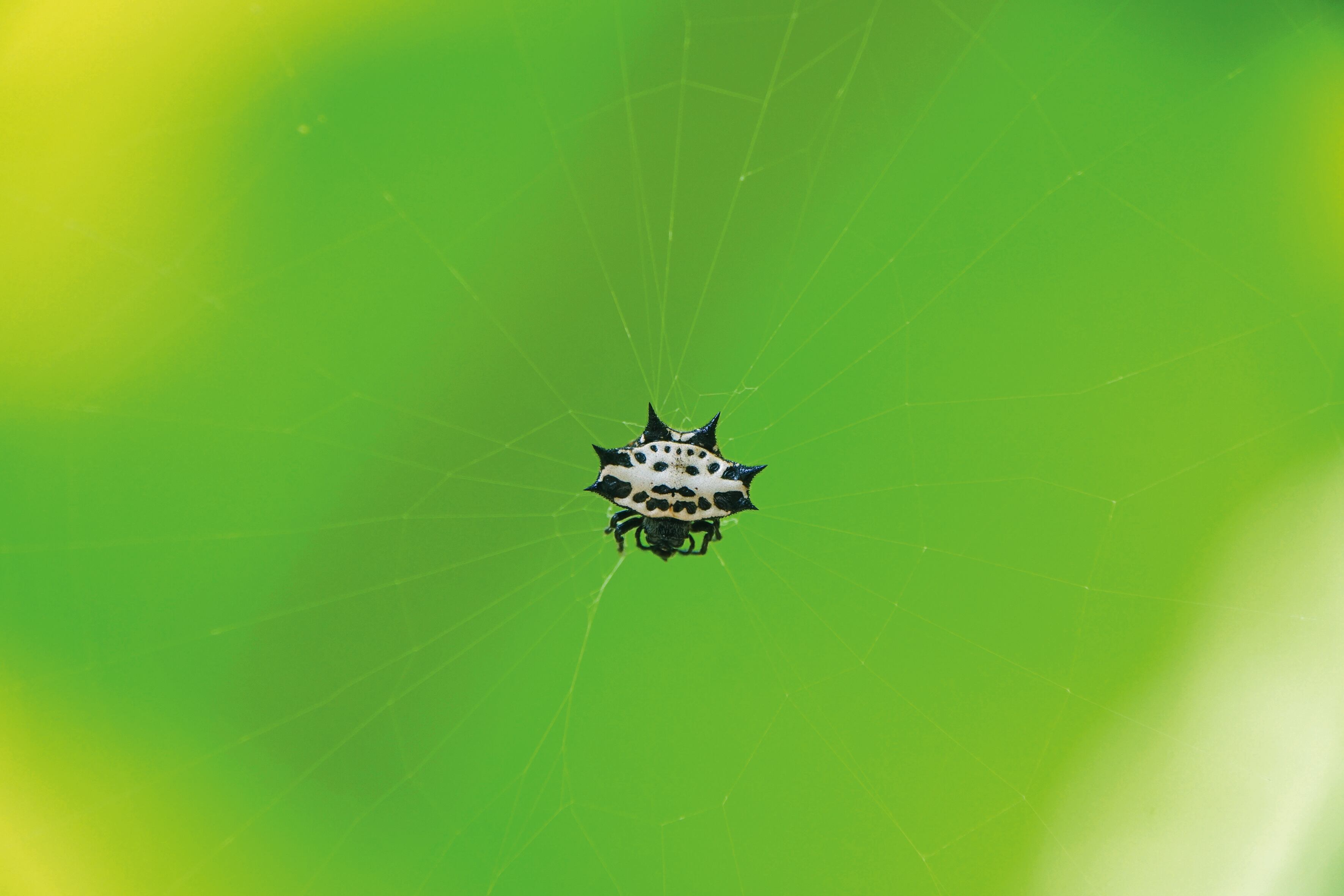Araña panadera, también conocida como araña soldado, araña tejedora espinosa o araña joya.